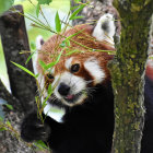 Colorful Painting of Red Panda in Forest Setting