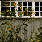 Weathered windows framed by sunflowers, ivy, and foliage on rustic wooden house facade