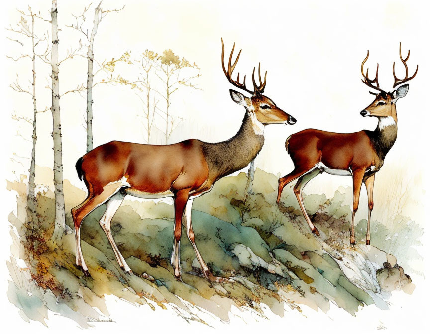 Two deer with antlers in watercolor style amidst sparse woodland.