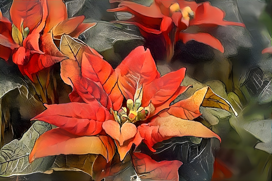 Poinsettia