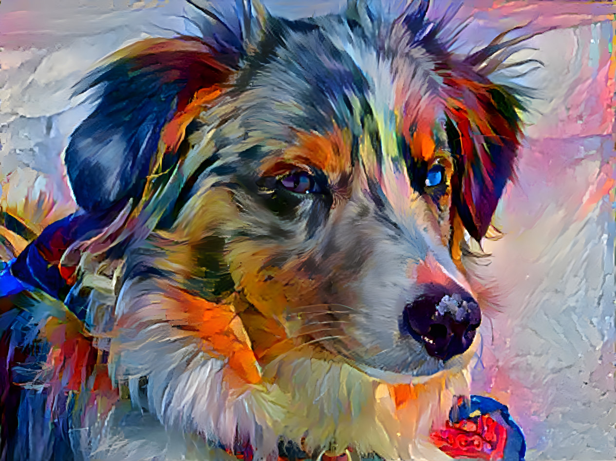 Australian Shepherd