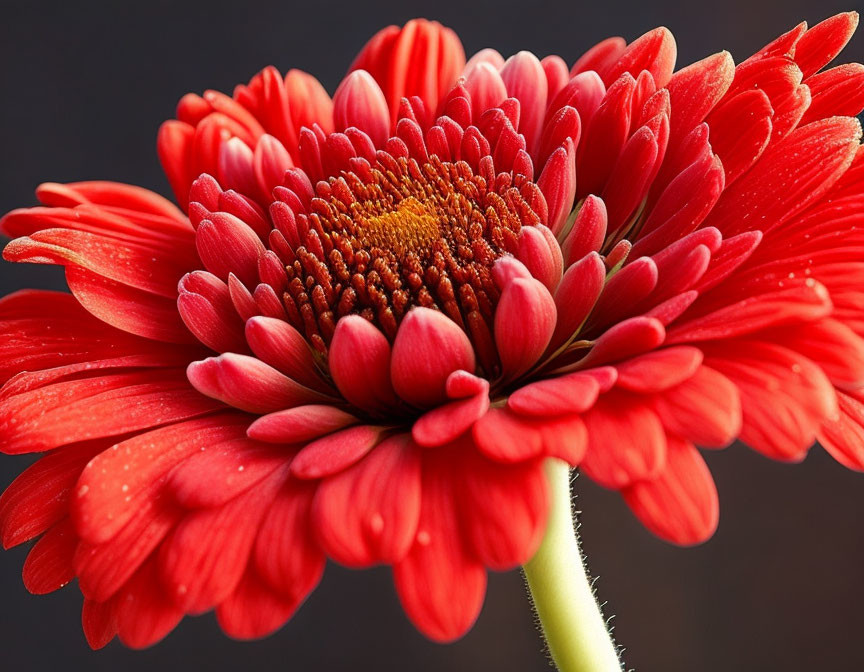 Bright red gerbera daisy with water droplets on petals against dark background