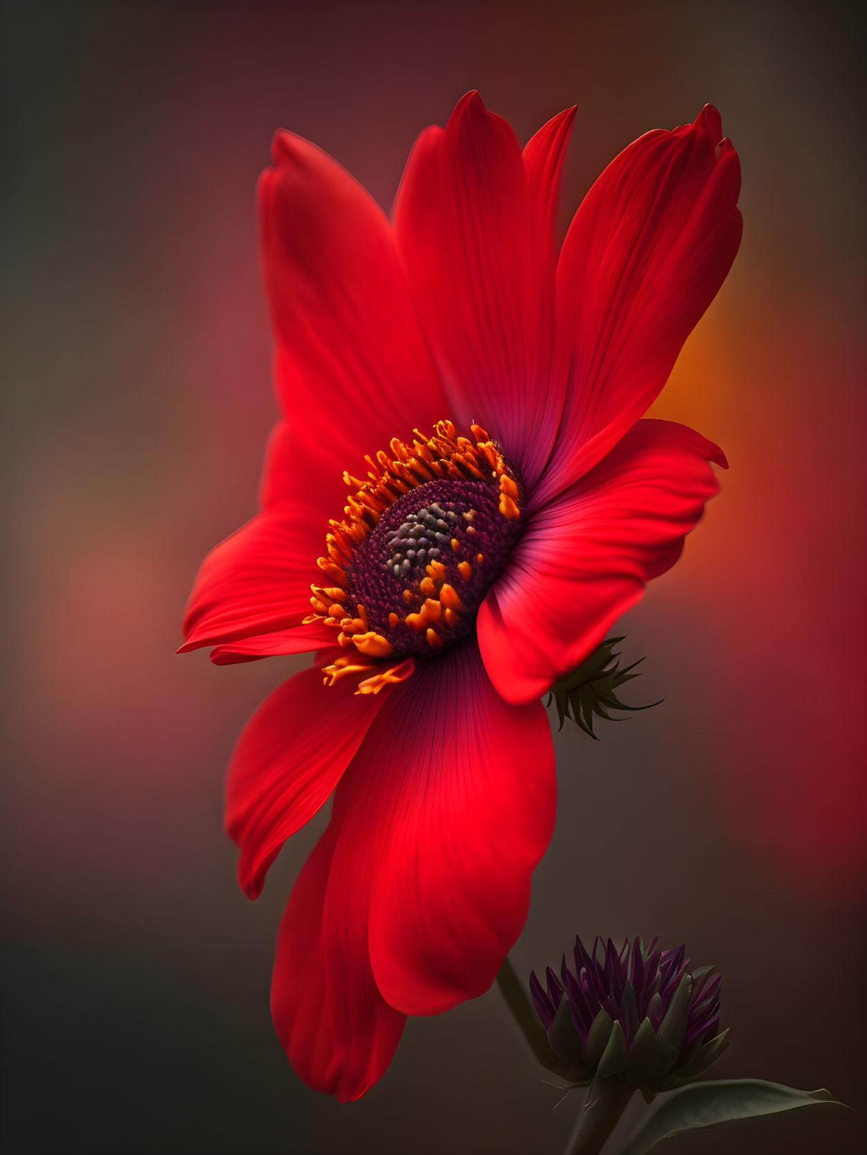 Vibrant red flower with yellow and black center on blurred red background