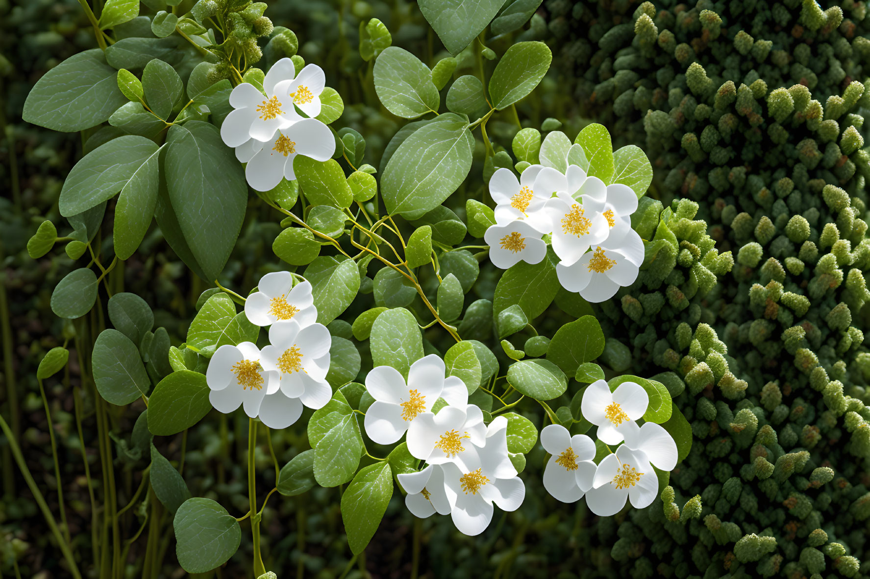 Yellow-centered white flowers among green leaves with textured plant backdrop.