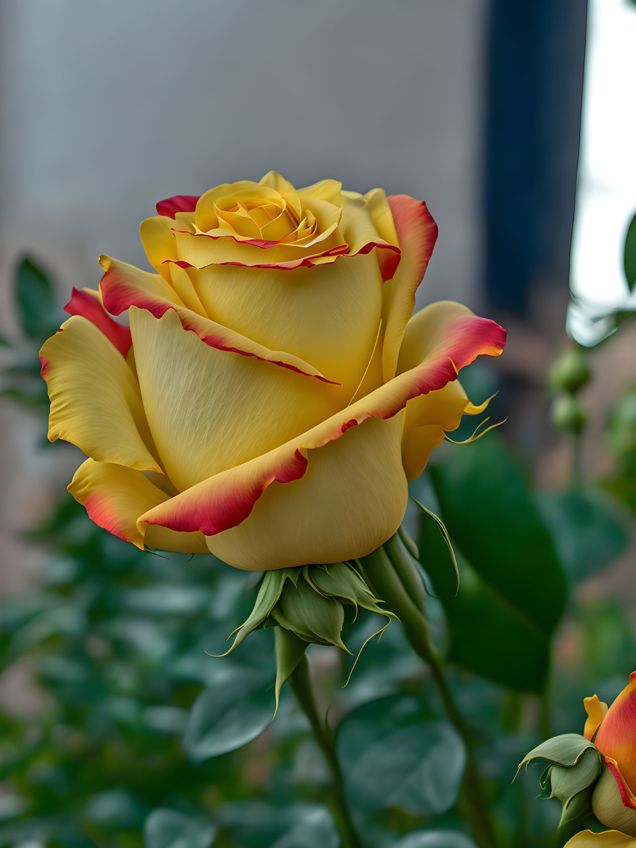 Yellow Rose with Red-Tipped Petals Blooming in Green Foliage