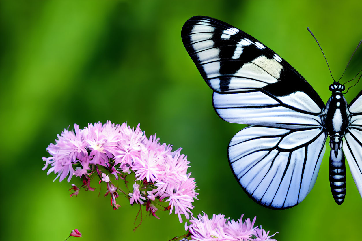 Monochrome butterfly on pink flowers against green backdrop