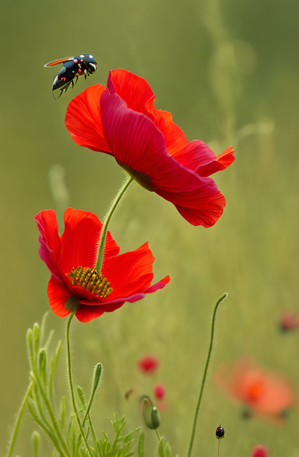 Bee flying near vibrant red poppies in green field