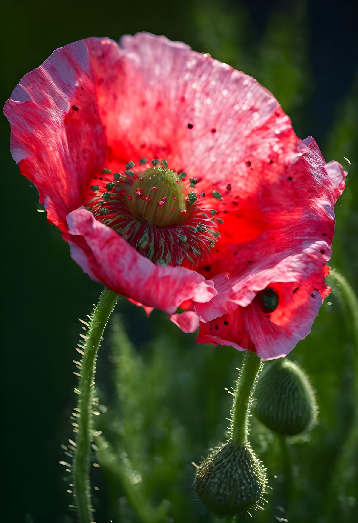 Bright red poppy flower with delicate petals and dark center on dark green background