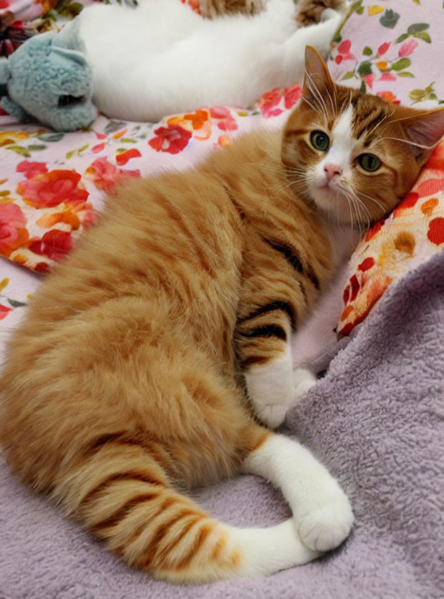 Orange and White Cat with Green Eyes on Colorful Floral Blanket with White Cat and Soft Toy