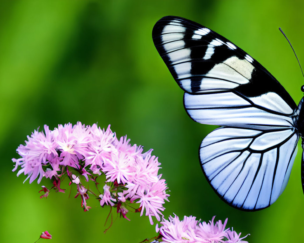 Monochrome butterfly on pink flowers against green backdrop