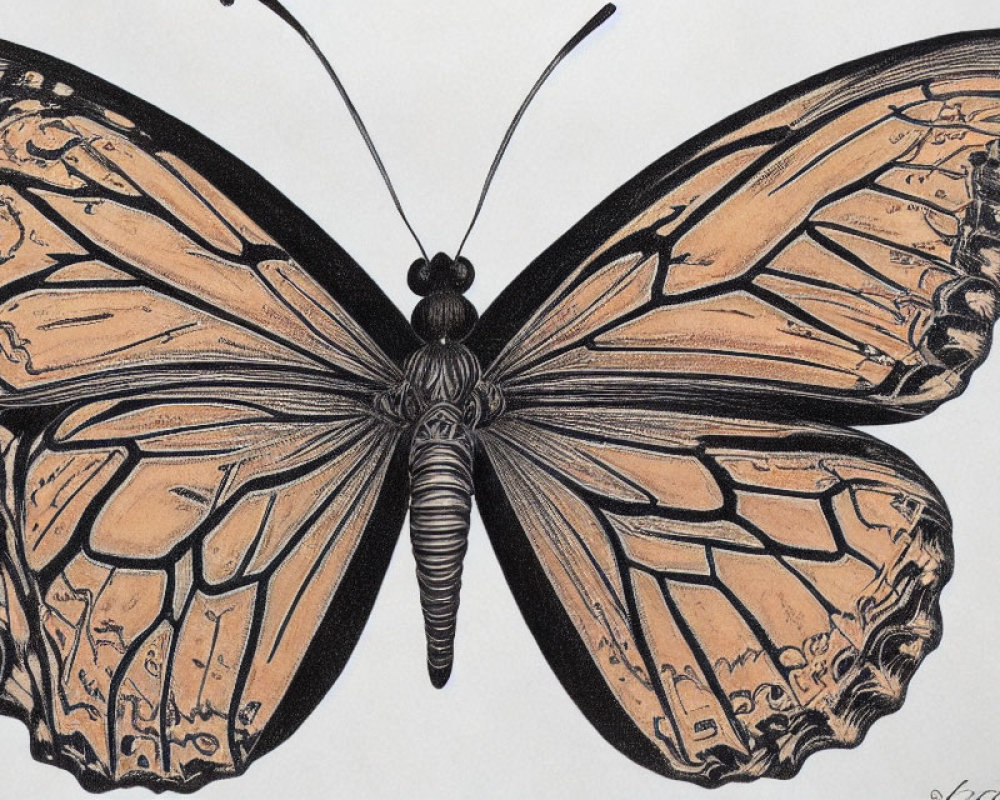 Detailed Butterfly Illustration with Intricate Wing Patterns