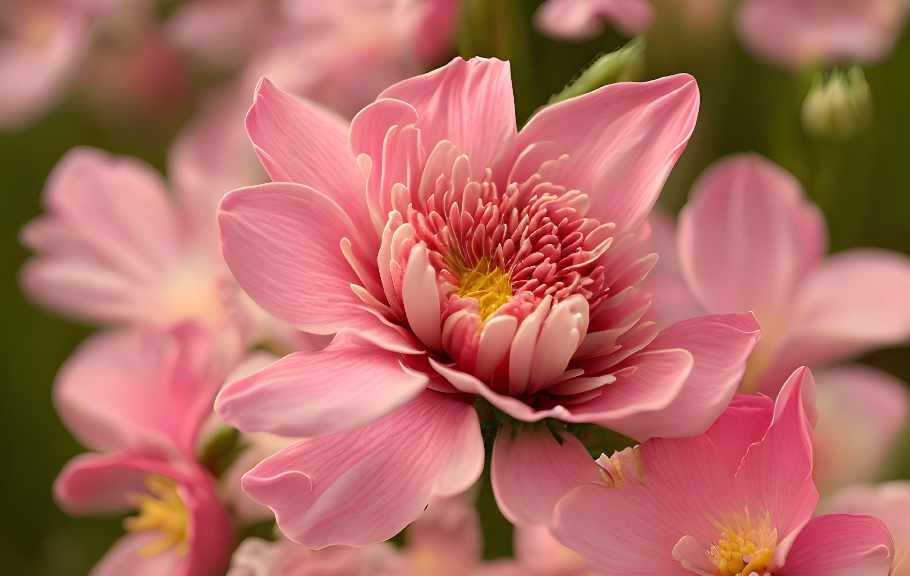 Pink flower close-up with intricate petals and soft-focus background.