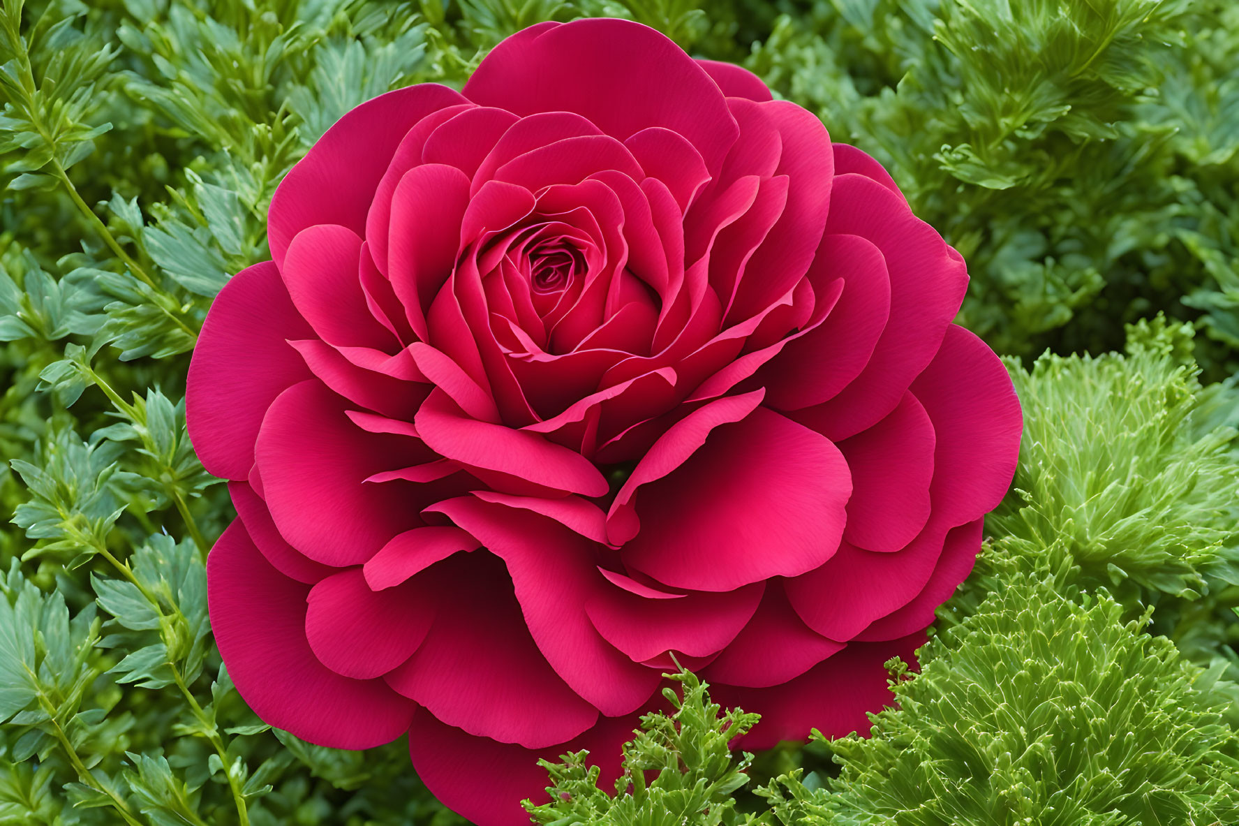 Red Camellia Flower with Layered Petals on Green Foliage