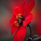 Vibrant red flower with yellow and black center on blurred red background