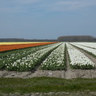 Vibrant tulip rows and traditional houses under cloudy sky