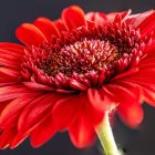 Bright red gerbera daisy with water droplets on petals against dark background