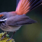 Colorful Bird with Blue Crown, Brown and Grey Feathers, and Orange Plume on Green Moss