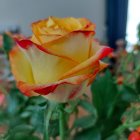 Yellow Rose with Red-Tipped Petals Blooming in Green Foliage