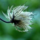 Bursting dandelion with white seeds on green bokeh.