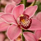 Pink flower close-up with intricate petals and soft-focus background.