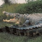 Mechanical rhinoceros sculpture in rocky landscape with gears and chains