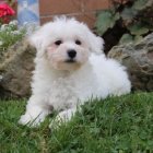 White and Tan Puppy with Golden Collar in Pastel Flower Garden