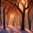 Snowy Forest with Tall Trees, Sunbeams, and Lone Figure