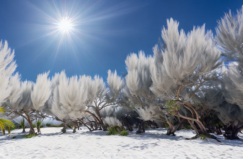 Bright sun over windswept trees and fluffy white foliage on sandy beach