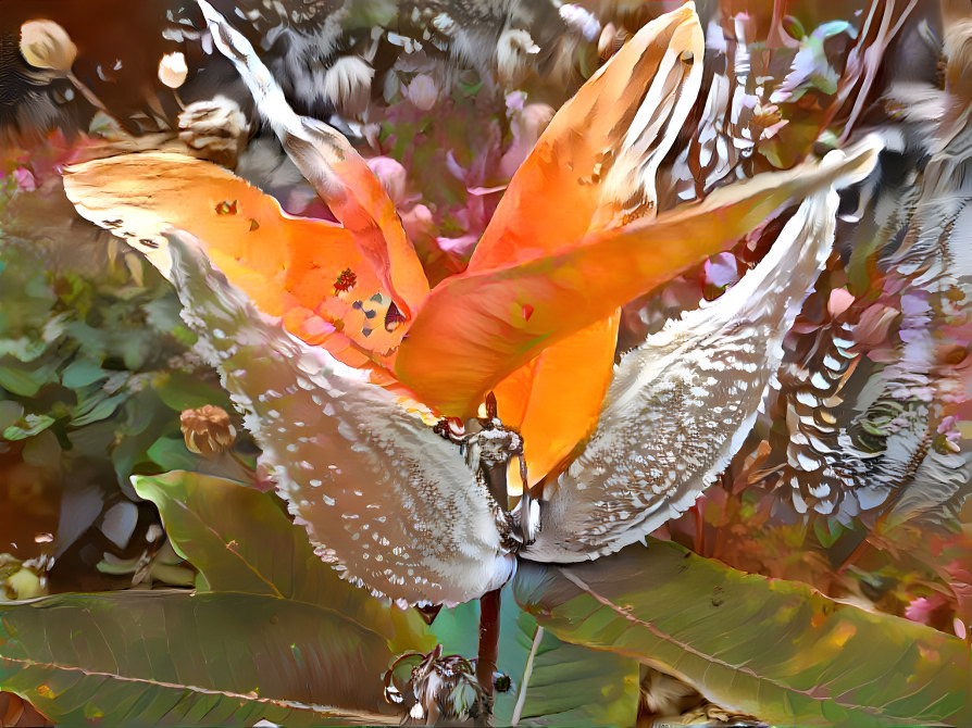 Milkweed bursting with Gold