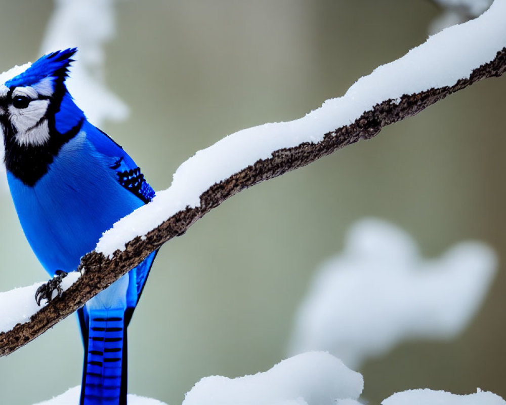 Blue Jay on Snow-Dusted Branch in Vibrant Blue Plumage