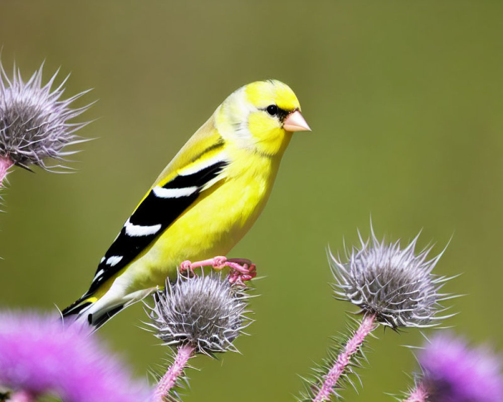 Vibrant American Goldfinch on Purple Thistle Flowers