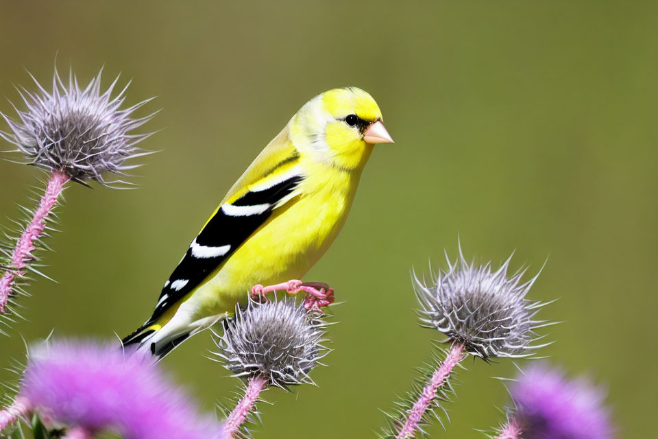 Vibrant American Goldfinch on Purple Thistle Flowers