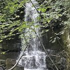 Tranquil waterfall over mossy rocks in vibrant forest landscape