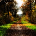 Tranquil Autumn Forest Path with Mist and Colorful Leaves