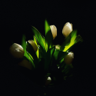 Vibrant yellow and orange tulips on dark, starry background