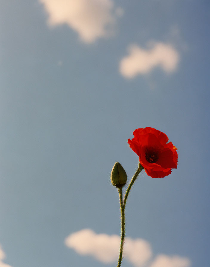 Red Poppy Flower and Bud on Blue Sky with White Clouds