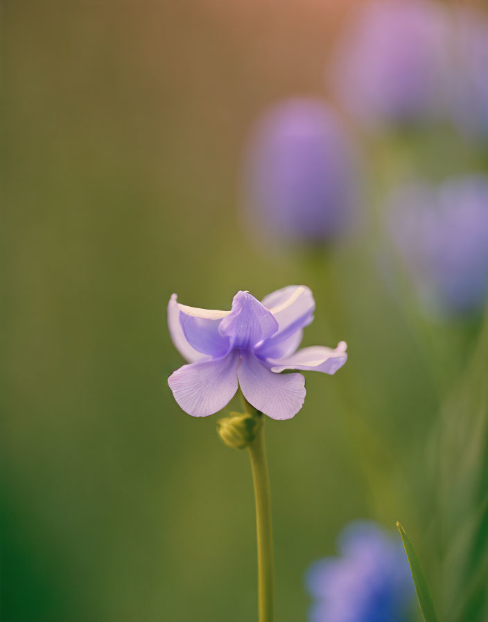 Purple Flower in Focus with Soft Green and Purple Background