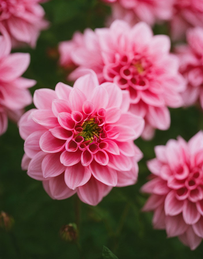 Vibrant pink dahlias in full bloom against green background