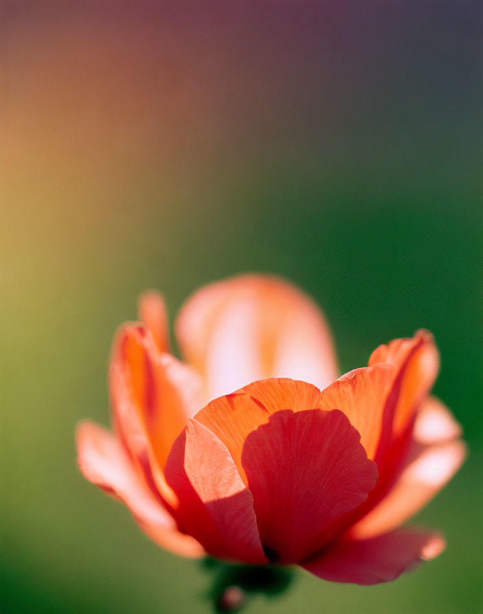 Vibrant orange flower with delicate petals on soft green and yellow background