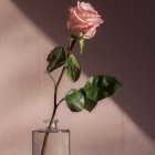 Pink Rose in Clear Glass Vase with Soft-Colored Background