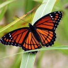 Colorful Butterfly Resting on Green Foliage with Pink Flowers