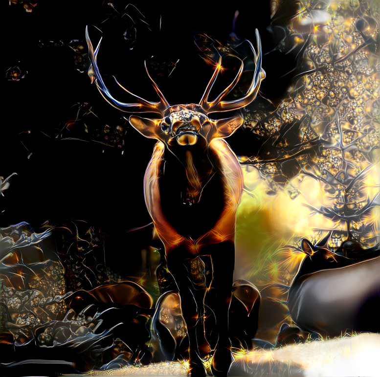 Bull elk