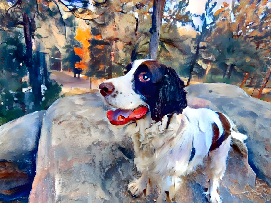 Springer spaniel in the forest