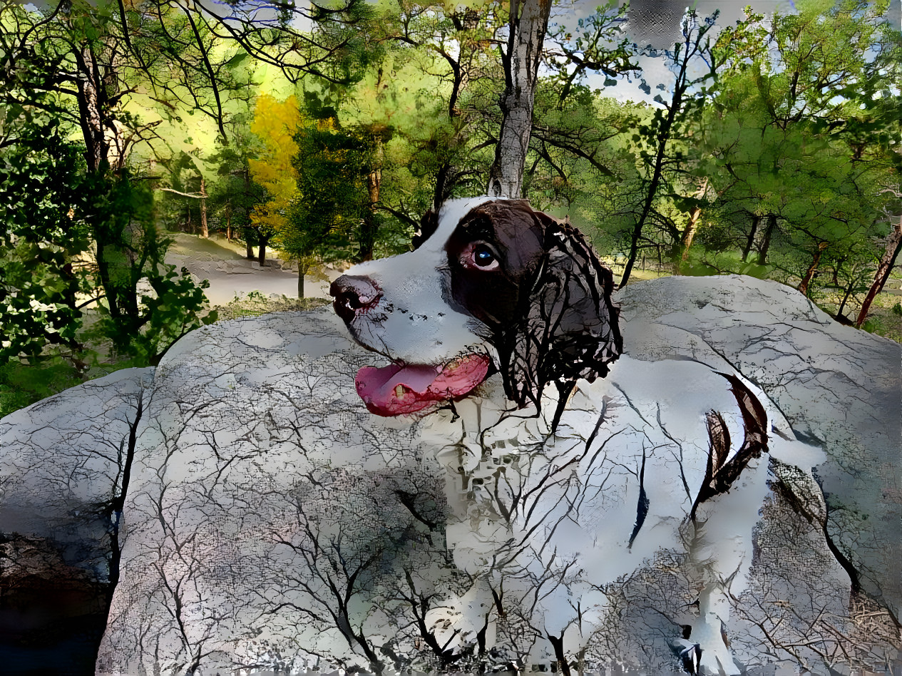 Springer spaniel in the forest