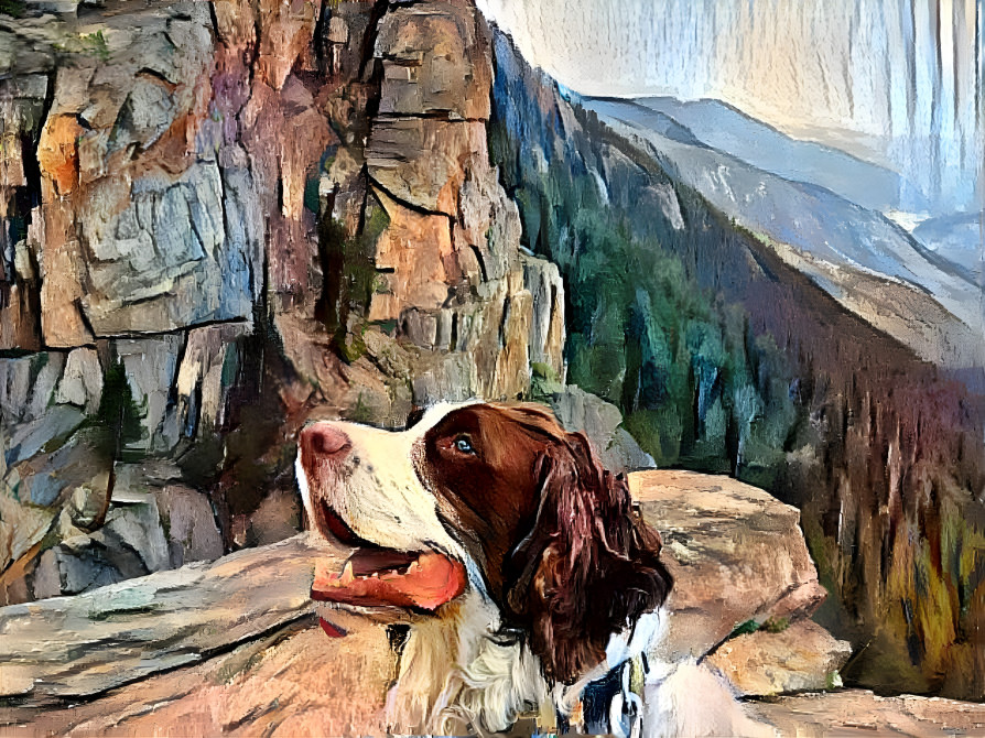 Spaniel on the mountain