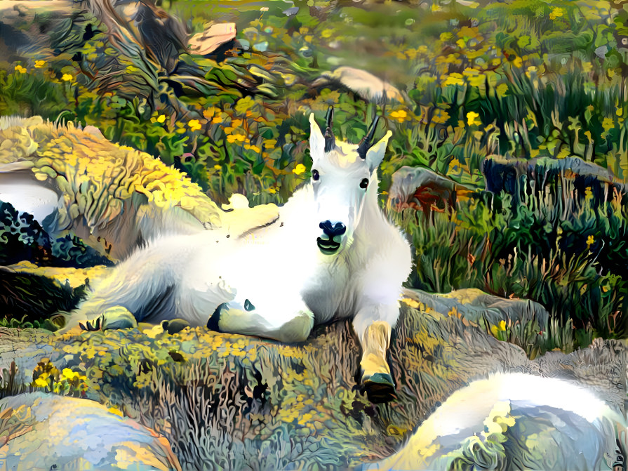 Mountain Goat