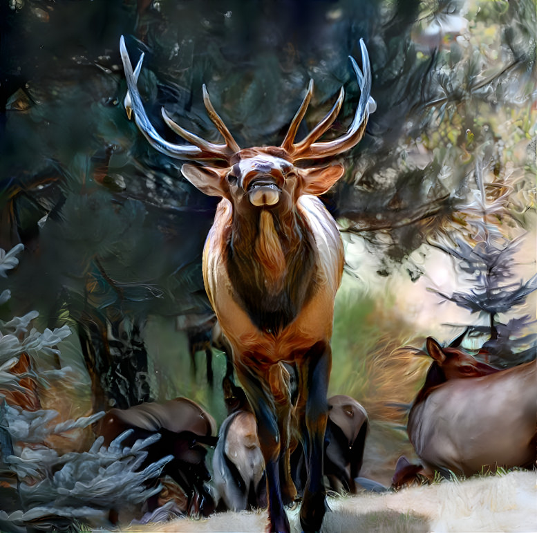 Bull elk