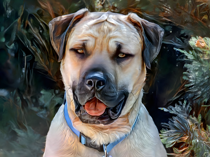 Miles the mastiff