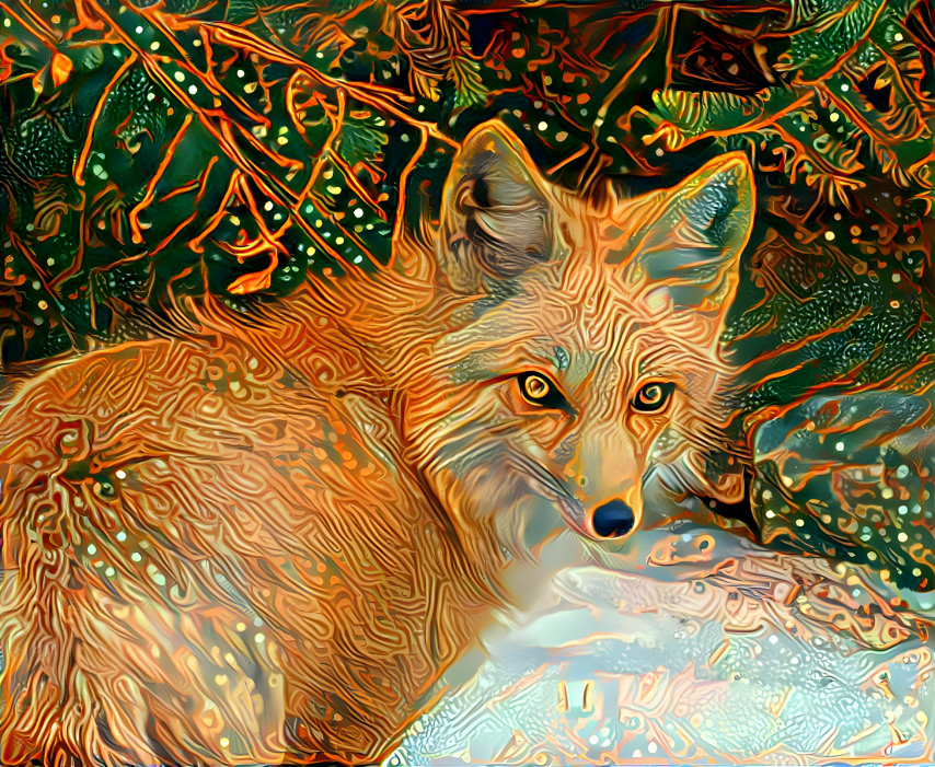 Red fox