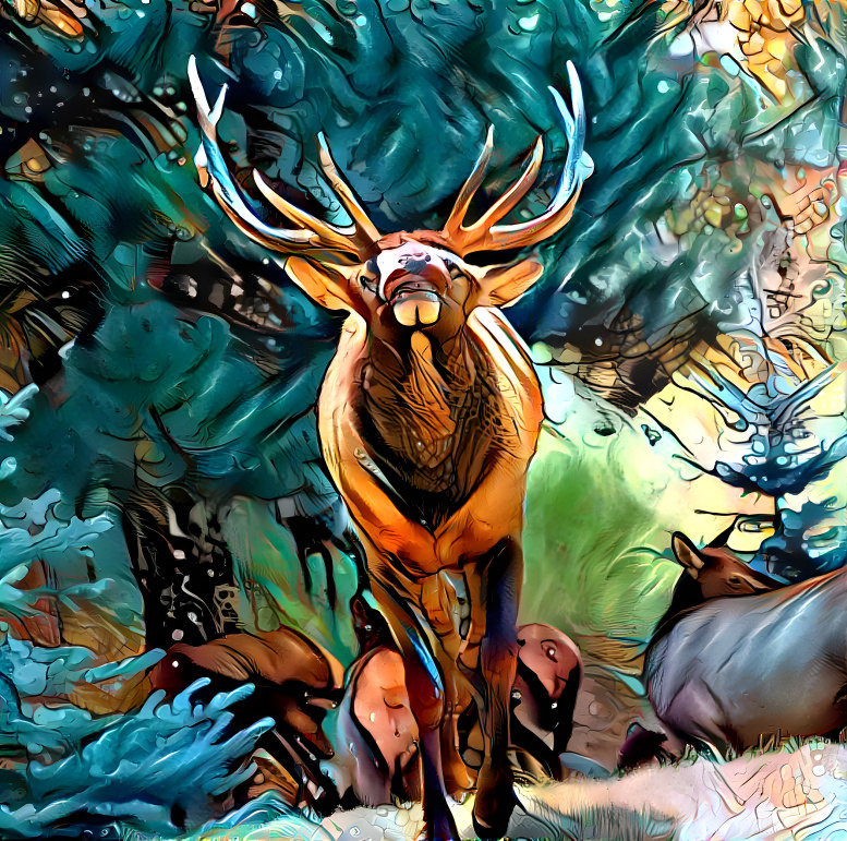 Bull elk